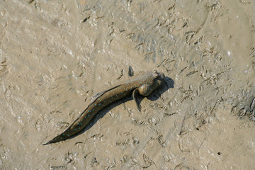 A big blue spotted mudskipper (Boleophthalmus boddarti) on exposed mudflats at low tide in Malacca, Malaysia. 