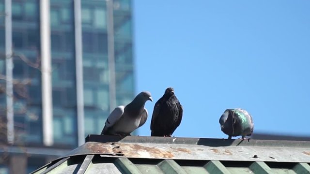 Pigeons sit on the roof somewhere in New York