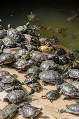Huge amount of red-eared slider turtles (Trachemys scripta elegans) swimming and sunbathing in a...