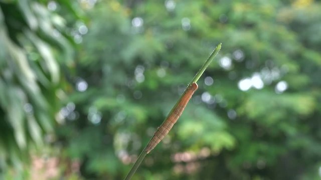 The caterpillar on a leaf on a nature background.
