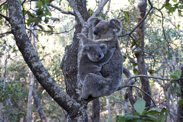 Koalafamily