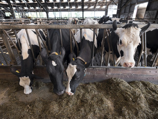 black and white holstein cows feed inside barn on dutch farm in holland