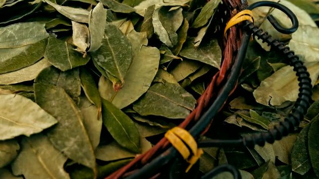 sorting dried coca leafs in a small woven basket