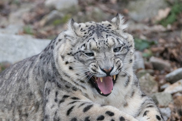 Snow Leopard yawning