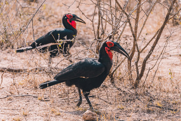 Fototapeta premium Ground Hornbill