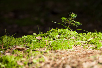 The photo shows the Karelian forest. This is a very small pine begins its growth in the spring. It grows and around the green moss forest. Warm sun shines.
