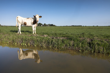 young red and white holstein cow in green meadow reflected in dutch canal