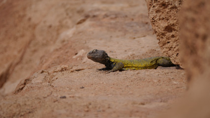 Sahara spiny-tailed lizard enjoying the sun