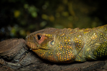 A single isolated Northern Caiman lizard.