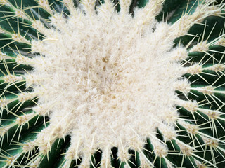 A variety of cacti