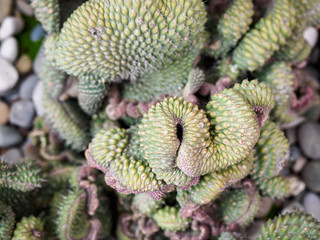 A variety of cacti