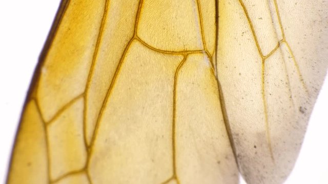 Insect analysis in a lab close up