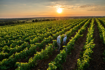 Top view. Two French winegrowers in their vines at sunset - obrazy, fototapety, plakaty