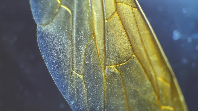 Insect analysis in a lab close up
