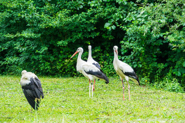 Four storks walking across green pasture