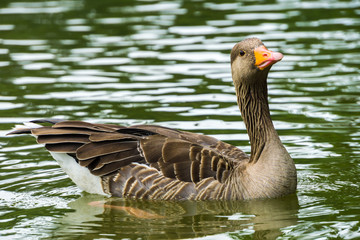 Brown female duck in the water