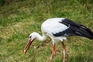 Beautiful stork eating piece of bread