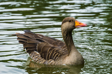Duck on water