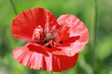 red flower poppy