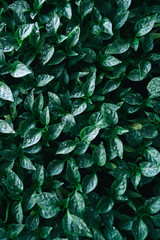 Green leaves on young pepper. Green background