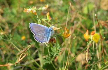 Beautiful blue polyommatus butterfly in the meadow, closeup