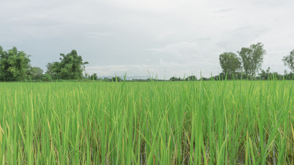 Green rice field on blue sky white clouds background, Copy Space.