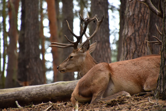 Rothirsche in der Natur im Wald