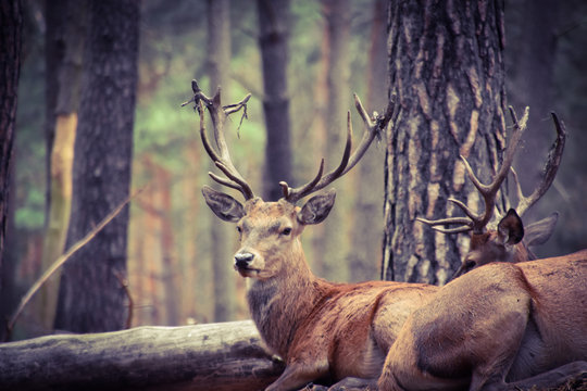 Rothirsche in der Natur im Wald