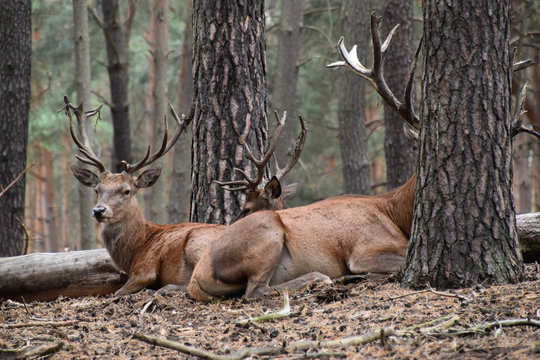 Rothirsche in der Natur im Wald