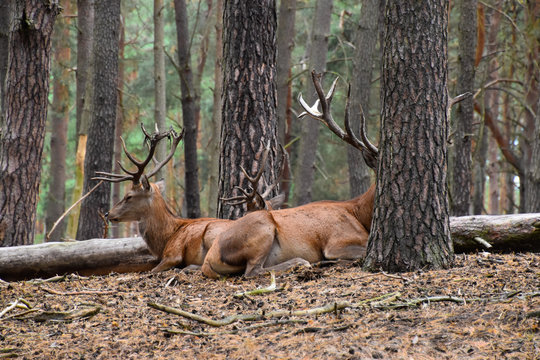 Rothirsche in der Natur im Wald