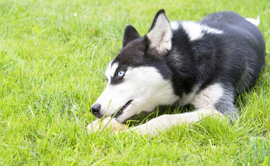 siberian husky puppy play