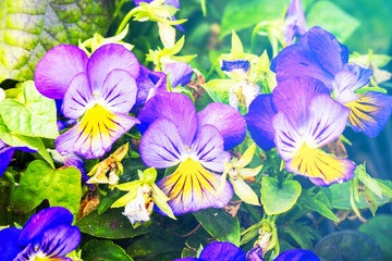 Flowers Viola tricolor Pansy in the sunlight