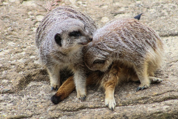 Fototapeta premium Meerkats