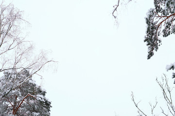 The tops of winter trees against the sky.