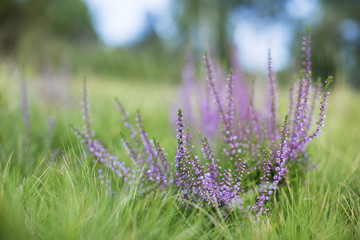 Flowering Calluna vulgaris. flowering bushes calluna vulgaris selective focus