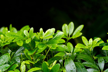 Green leaf bush on black.
