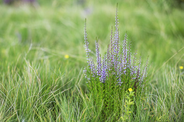 Flowering Calluna vulgaris. flowering bushes calluna vulgaris selective focus