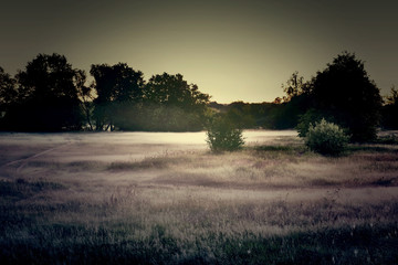 Fototapeta na wymiar The fog is spreading over forest glade.