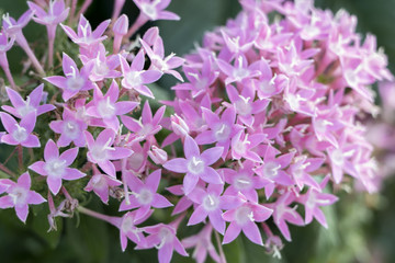Obraz premium pink little flowers
