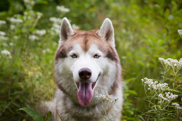 Close-up portrait of free beige and white dog breed siberian husky sitting in the green grass and wild flowers