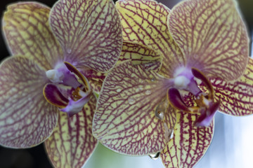 orchid yellow and pink