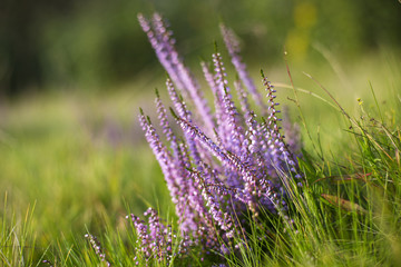 Fototapeta premium Flowering Calluna vulgaris. flowering bushes calluna vulgaris selective focus