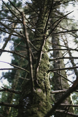 landscapes and naturalistic details