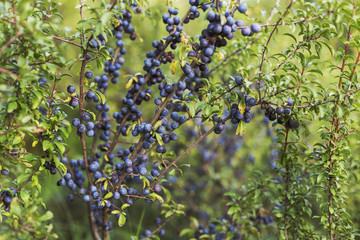 ripe fruits of Prunus spinosa (blackthorn, or sloe) on branches in autumnThe fruits of blackthorn (Prunus spinosa). prunus spinosa berries commonly known as blackthorn or sloe