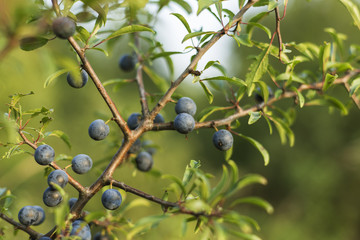 Prunus spinosa (blackthorn, or sloe). The fruits of blackthorn (Prunus spinosa). prunus spinosa berries commonly known as blackthorn or sloe