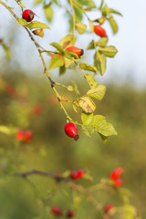 Rose hips (Rosa canina) close up on green natural background. Closeup of dog-rose berries briar fruits Rosa canina