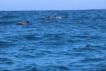 Fototapeta premium Dolphins- kauai