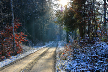 pierwszy śnieg w lasach Warmii © Janusz Lipiński