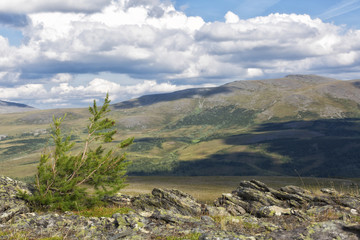 Tundra in the summer. Polar Urals, Yamal, Russia.