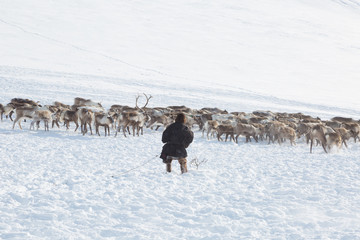 Nenets reindeer mans catches reindeers on a sunny winter day